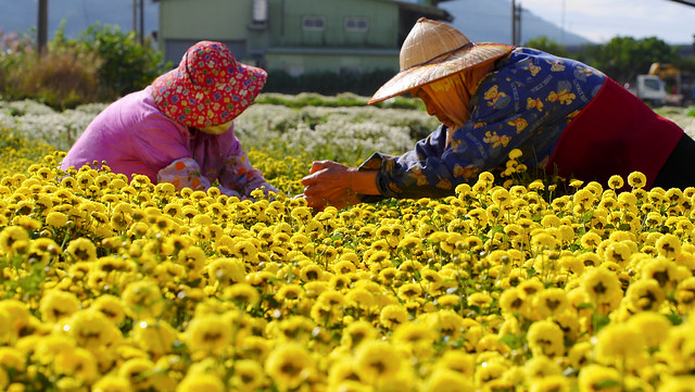 Gong chrysanthemum. Harvest  Flickr  Photo Sharing!