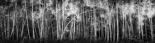 trees light shadow bw wind bn sw birch bäume dortmund 1685 birken rainer❏