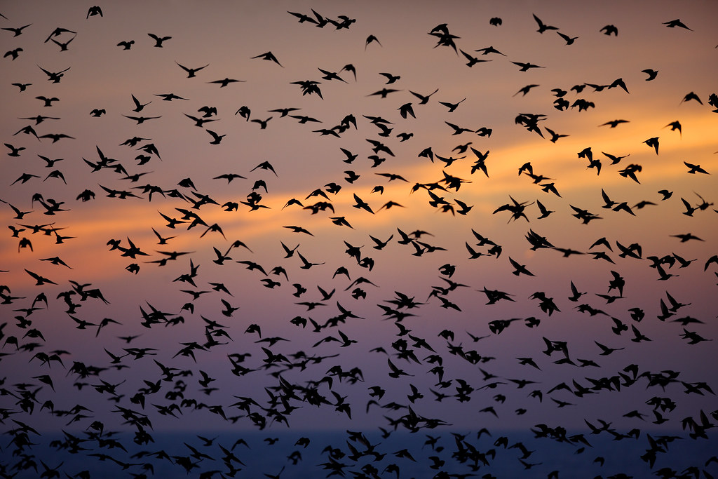 Brighton Starlings