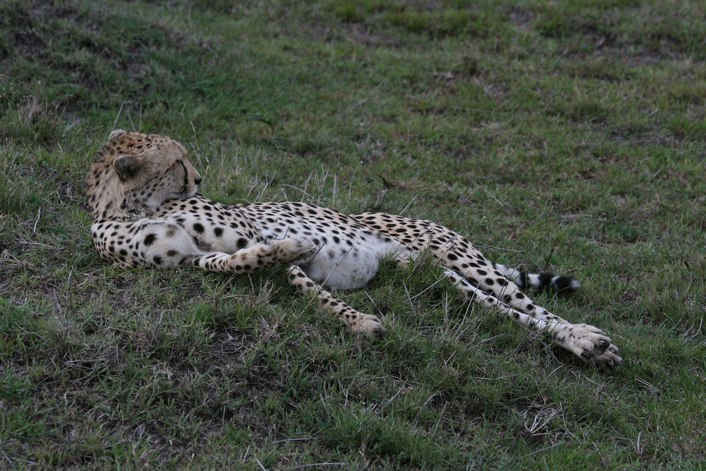 MEMORIAS DE KENIA 14 días de Safari - Blogs de Kenia - MASAI MARA I (20)