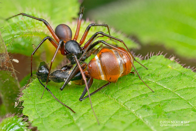 Ground spider (Zodariidae) - DSC_2766