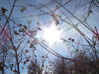 Sun through Branches