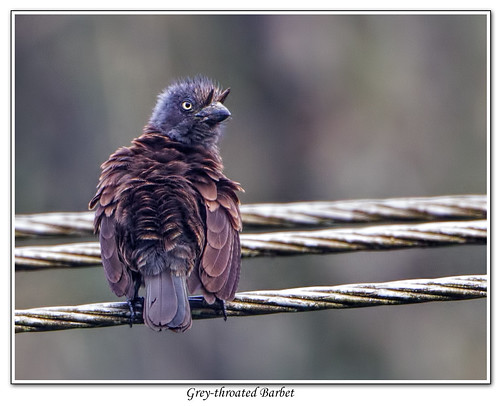 kakamegaforest westernkenya greythroatedbarbet chrismassietaylor gymnobuccobonapartel