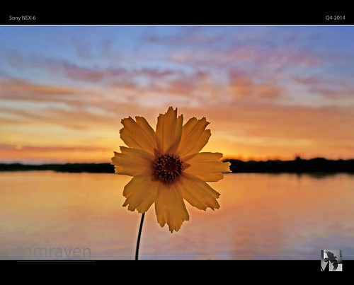 sunset sky sun flower macro water clouds reflections sony flowermacro tomraven aravenimage nex6 q42014
