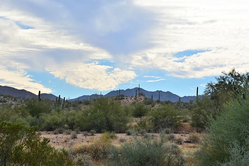 arizona cactus usa tree nikon day desert cloudy shrubs i8 parkingarea d7100 interstatehighway8