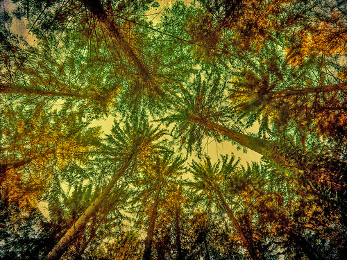 belgique arbres couleur forêt orval