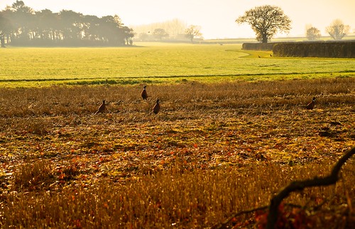 november misty pheasants stubblefield nyorkshire naburn nikond600 howdenlane