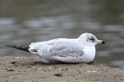 bird gull washingtonstate kennewick ringbilledgull bentoncounty columbiapark
