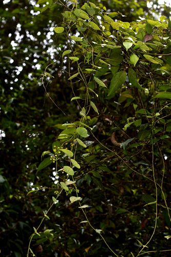 Stephania japonica Millaa Millaa Falls DSC_0394 (6)