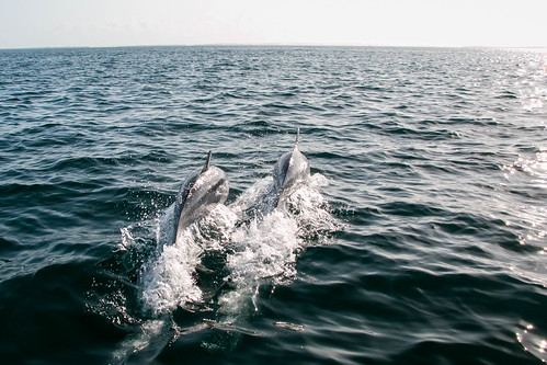 africa tanzania dolphin dolphins westafrica pemba pembaisland