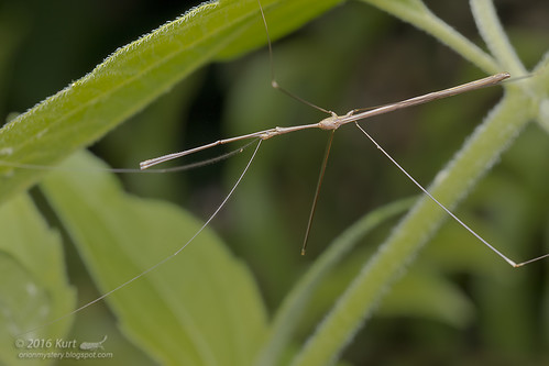 Assassin Bug_MG_0833 copy