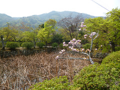 Arashiyama