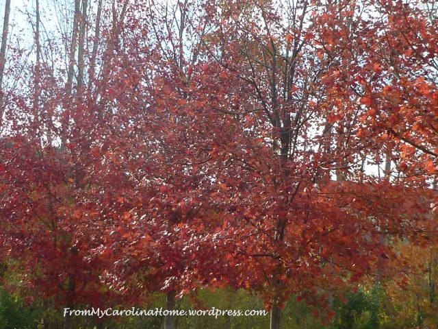 Autumn Color Oct 29 -4