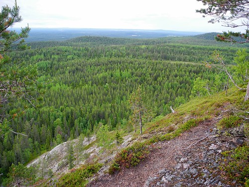 summer forest finland landscape geotagged july kuusamo fin 2014 konttainen koillismaa 201407 20140705 geo:lat=6621230273 geo:lon=2921198130