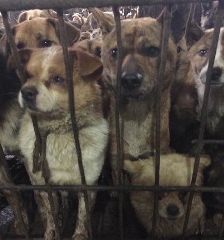 800 dogs were rescued on site in China's Sichuan province 2