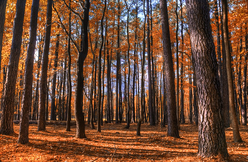 county november autumn trees red orange fall alex saint pine md woods nikon forrest maryland shore eastern hdr michaels talbot turpentine d300s erkiletian
