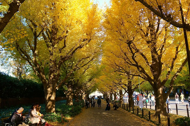 Ginkgo Trees Aoyama