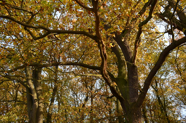 Jungfernheide Forst Berlin_ autumn trees forest
