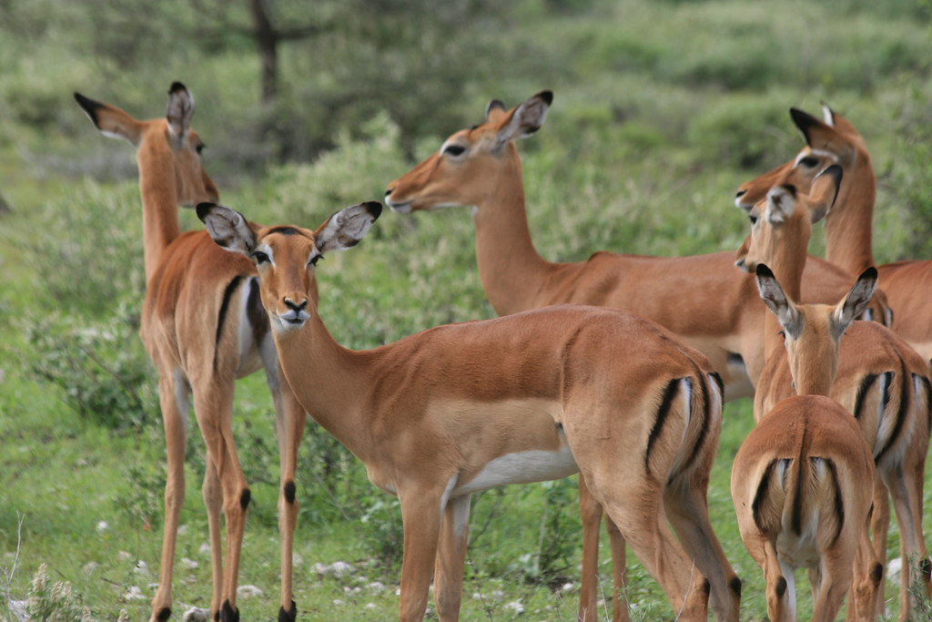 MEMORIAS DE KENIA 14 días de Safari - Blogs de Kenia - MASAI MARA IV (17)
