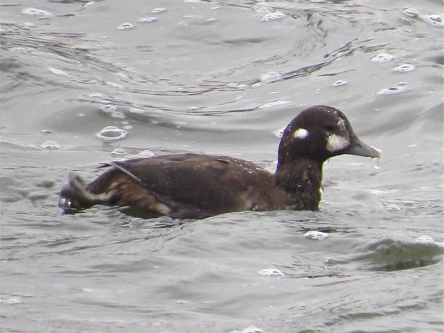 Harlequin Duck by the Kimball St. Bridge in Elgin, IL 03