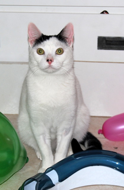 Carlo, gatito blanco con toque negro tímido y muy bueno esterilizado, nacido en Junio´14, en adopción. Valencia. ADOPTADO. 16044523018_dc87bc2686_z