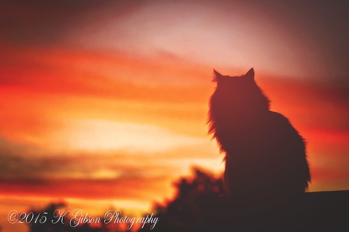 sunset arizona sky cat canon saturated feline 70200mm litchfieldparkkgibsonphotography