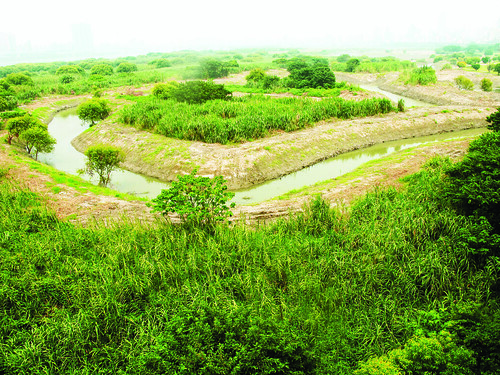 華江雁鴨自然公園設置人工池和溝渠整理，營造適合水鳥棲息的環境(圖片來源：婁序平攝)