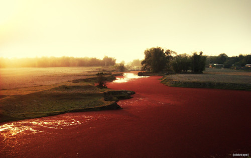 sunset red river carpet canal algae