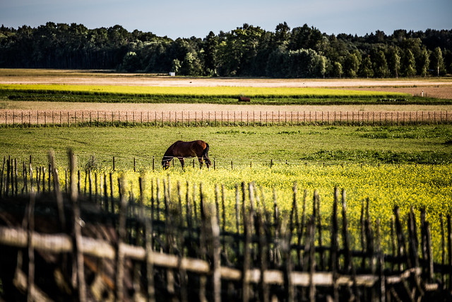 Angla, Saaremaa, Estonia