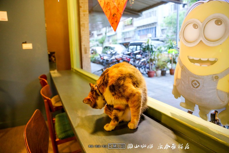 咖啡館︱喝咖啡,永春有貓店,聞山咖啡 @陳小可的吃喝玩樂