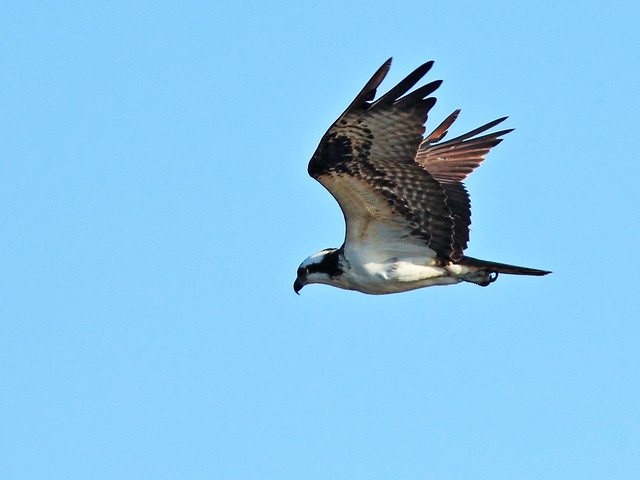 Osprey 20141030