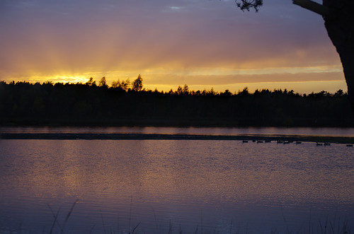sunset orange lake see abend pond woods sonnenuntergang rosa lila peat waterfowl moor enten bog teich wald turf wasservögel abendrot gänse zugvögel