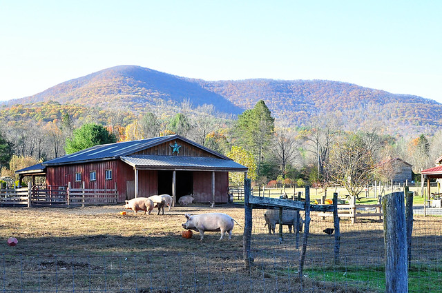 Woodstock Farm Animal Sanctuary