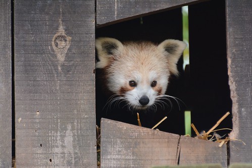 Kleiner Panda im Zoo de La Flèche