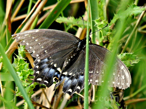 black swallowtail 1