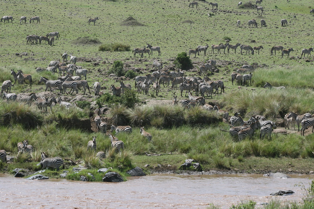 MEMORIAS DE KENIA 14 días de Safari - Blogs de Kenia - MASAI MARA IV (22)