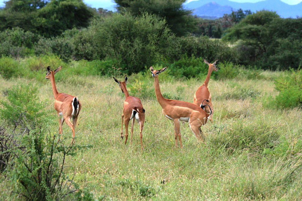 SAMBURU I - MEMORIAS DE KENIA 14 días de Safari (25)