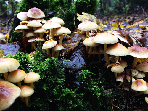 fairytale woodland mushrooms moss surreal ground fungi fantasy 365 fairies odc 2015 365project lowpointofview 2015yip 115picsin2015 125picsin2015 173652015