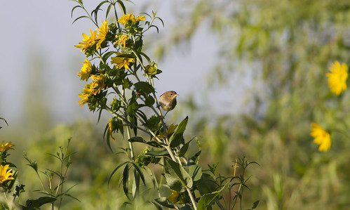 summer sunflower helianthus commonyellowthroat geothlypistrichas