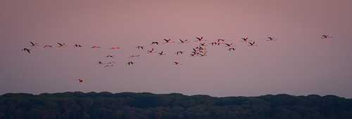 pink sunset italy canon italia rosa flamingos tuscany toscana fenicotteri 70d canonef70200mmf4lusm