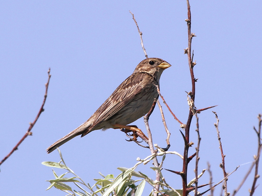 Photograph titled 'Corn Bunting'
