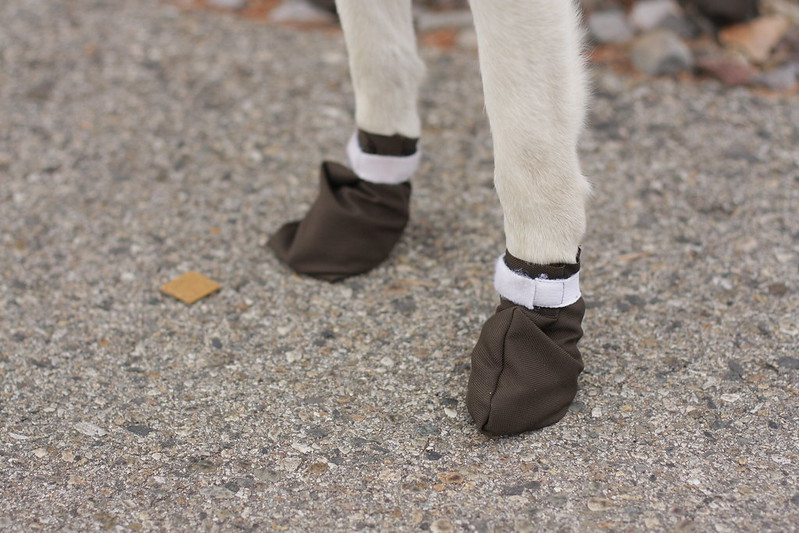 dog booties (for bikejoring) sewn by Kevin