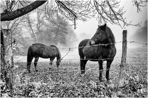 autumn horses france nature monochrome fog automne landscape îledefrance nb beauté campagne niebla brume chevaux clôture barbelé silverefexpro2 superelmarm21mmf34asph leicamtype240