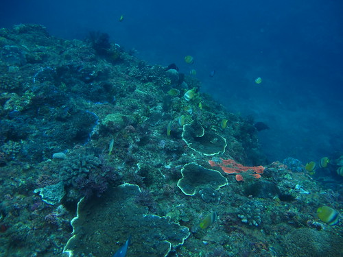 海生館指出，恆春半島西岸珊瑚礁生態系趨向於健康狀態。(照片提供：國立海洋生物博物館)