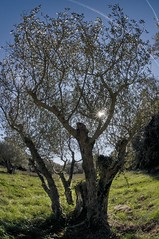 Olivenbaum - Photo of Villecroze