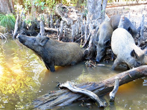 tour neworleans swamp pigs nola honeyislandswamp cajunencounters
