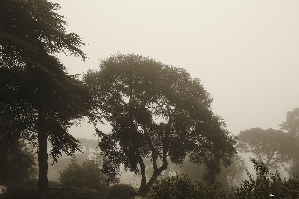 _C0A3440R Trees in Fog, Jon Perry - Enlightenshade, 4-1-15 zae