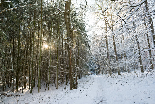 schnee snow forest deutschland wald saarland ottweiler