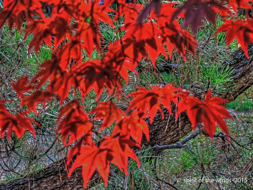 autumn fall japanesegarden spokanewashingtonstate