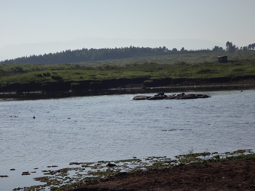animales kenia 2014 hipopotamo nyahururu viajealturkana
